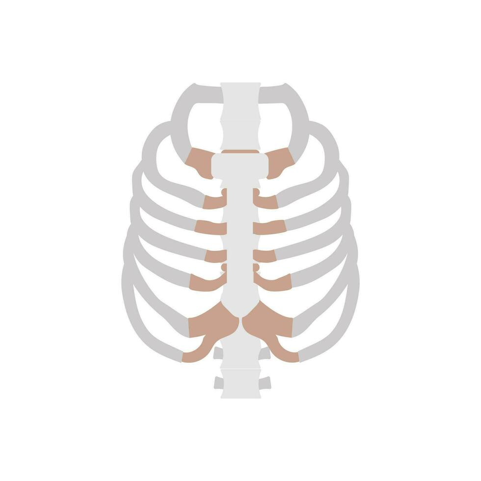 Human Ribs icon in vector. Logotype vector