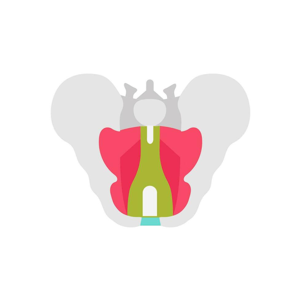 Pelvic Diaphragm icon in vector. Logotype vector