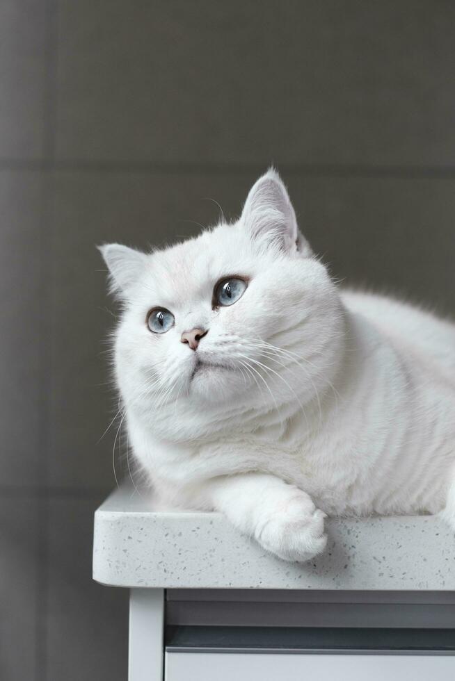 White silver dot cat sitting on the catwalk table photo