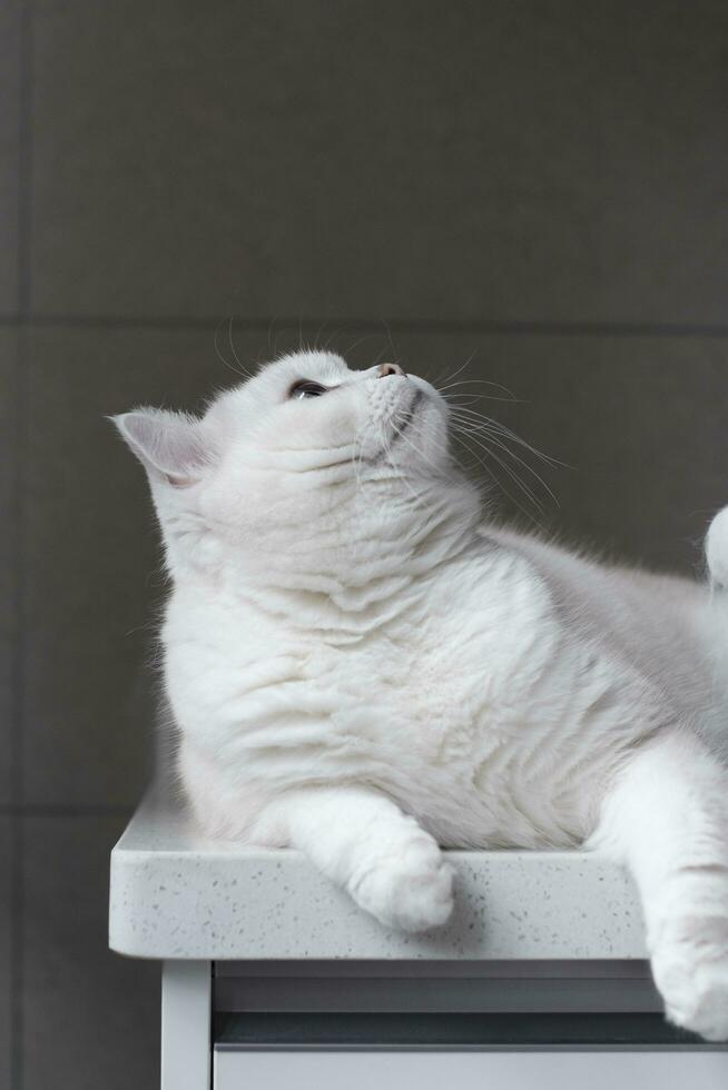 White silver dot cat sitting on the catwalk table photo