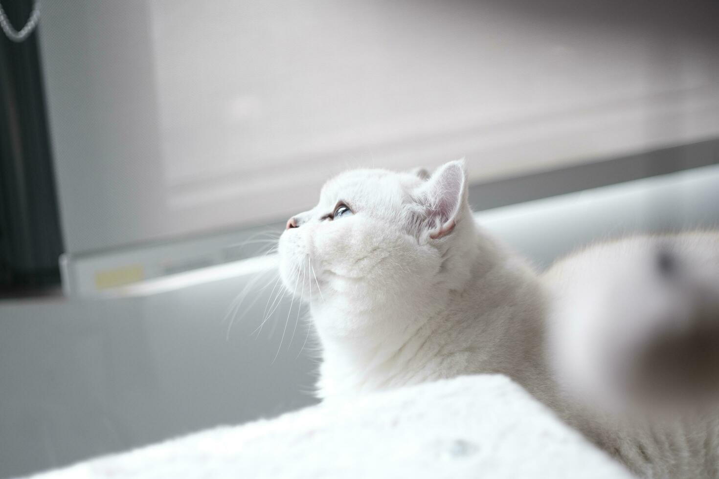 White silver dot cat sitting on the catwalk table photo