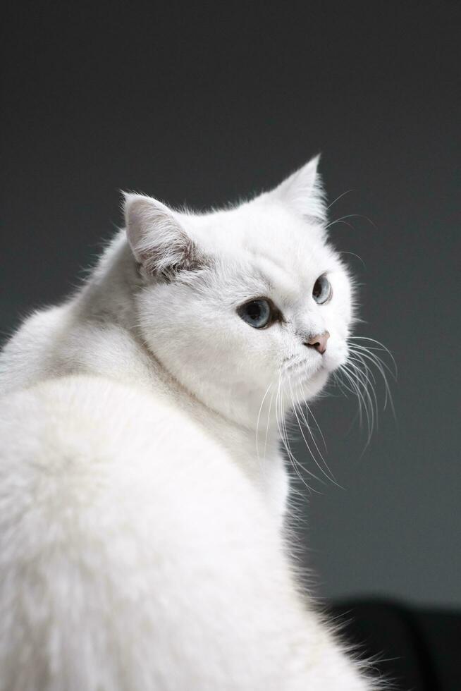 White silver dot cat sitting on the catwalk table photo