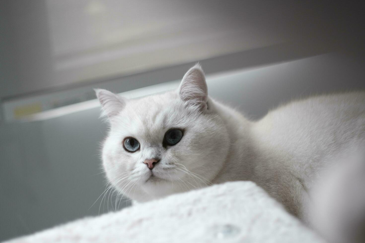 White silver dot cat sitting on the catwalk table photo