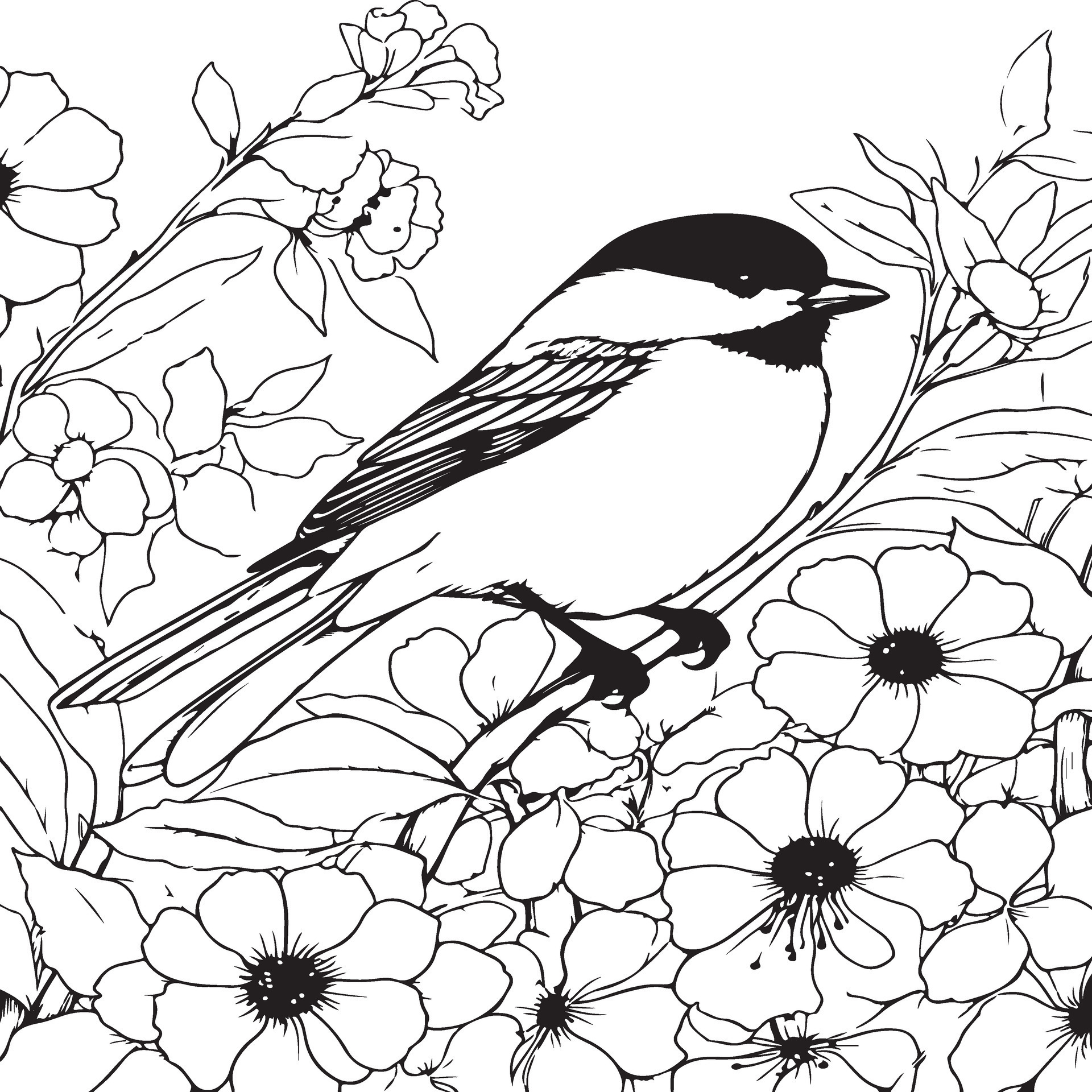 chickadee coloring page 35133488 Vector Art at Vecteezy
