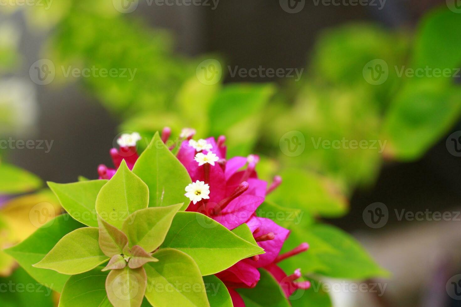 Zinnia flowers Hidden behind from other plants. Zinnia is one of the most famous annual flowering plants of the genus. photo