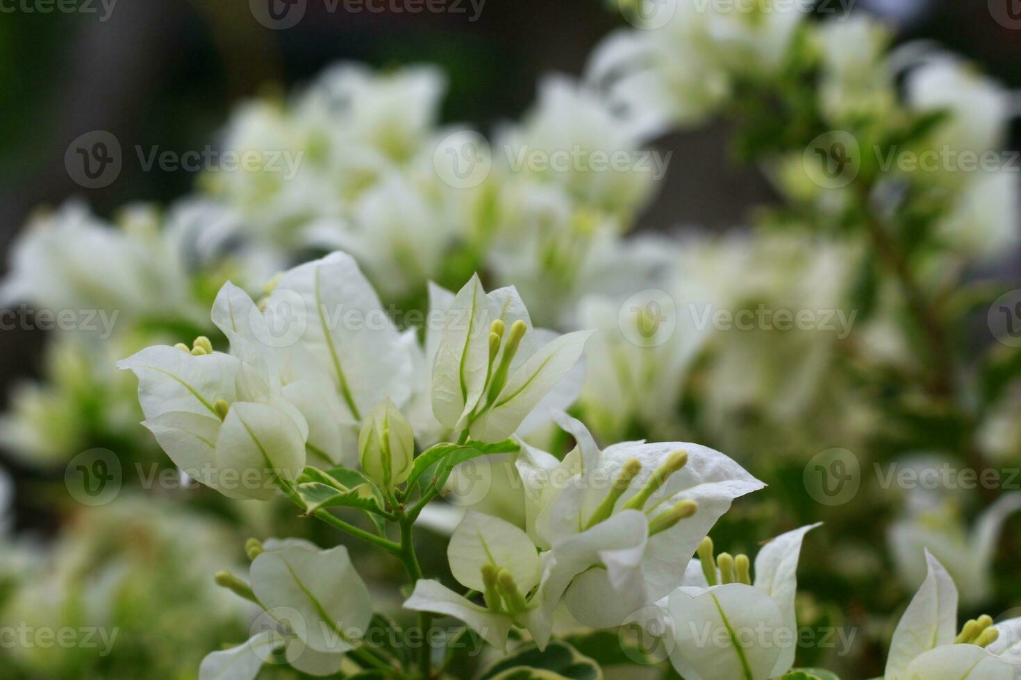 Zinnia white flowers are blooming in the afternoon. This flower has a myth as an Enhancement of Cheating Desires. photo