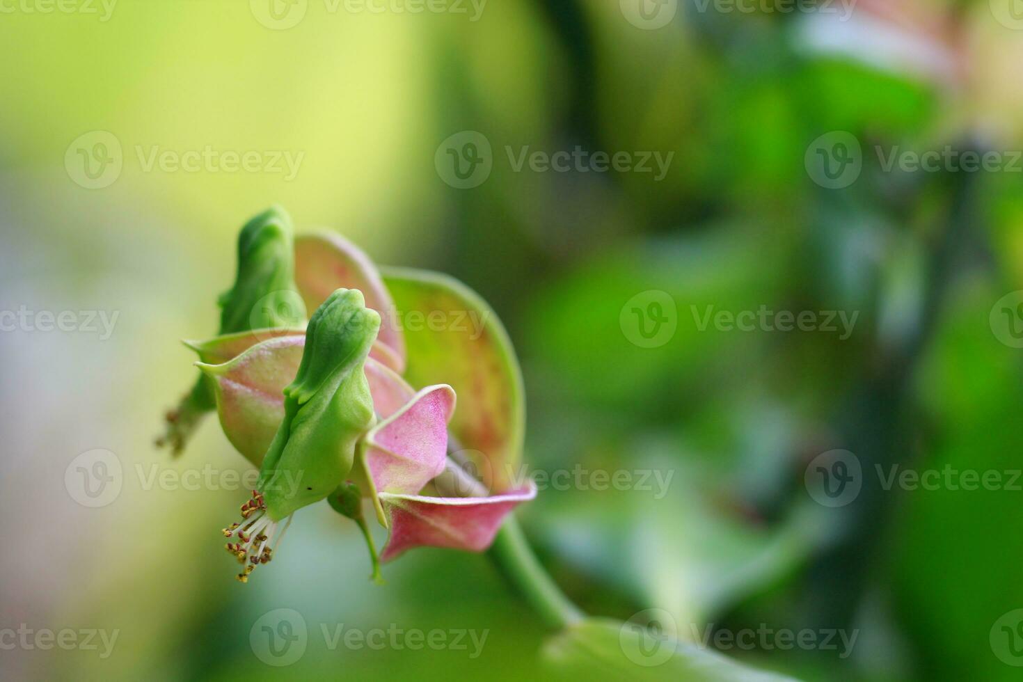 Close up photography of Green and Pink flower bud. bud is an undeveloped or embryonic shoot and normally occurs in the axil of a leaf or at the tip of a stem. photo