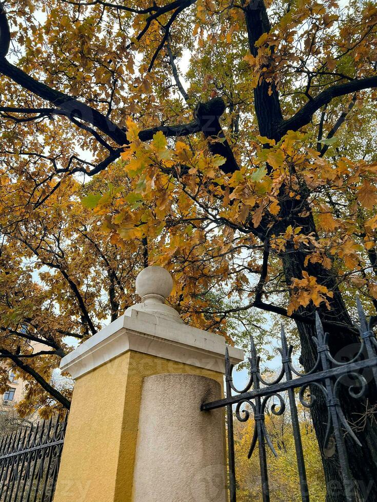 Old fence and colorful oak tree foliage in autumn photo