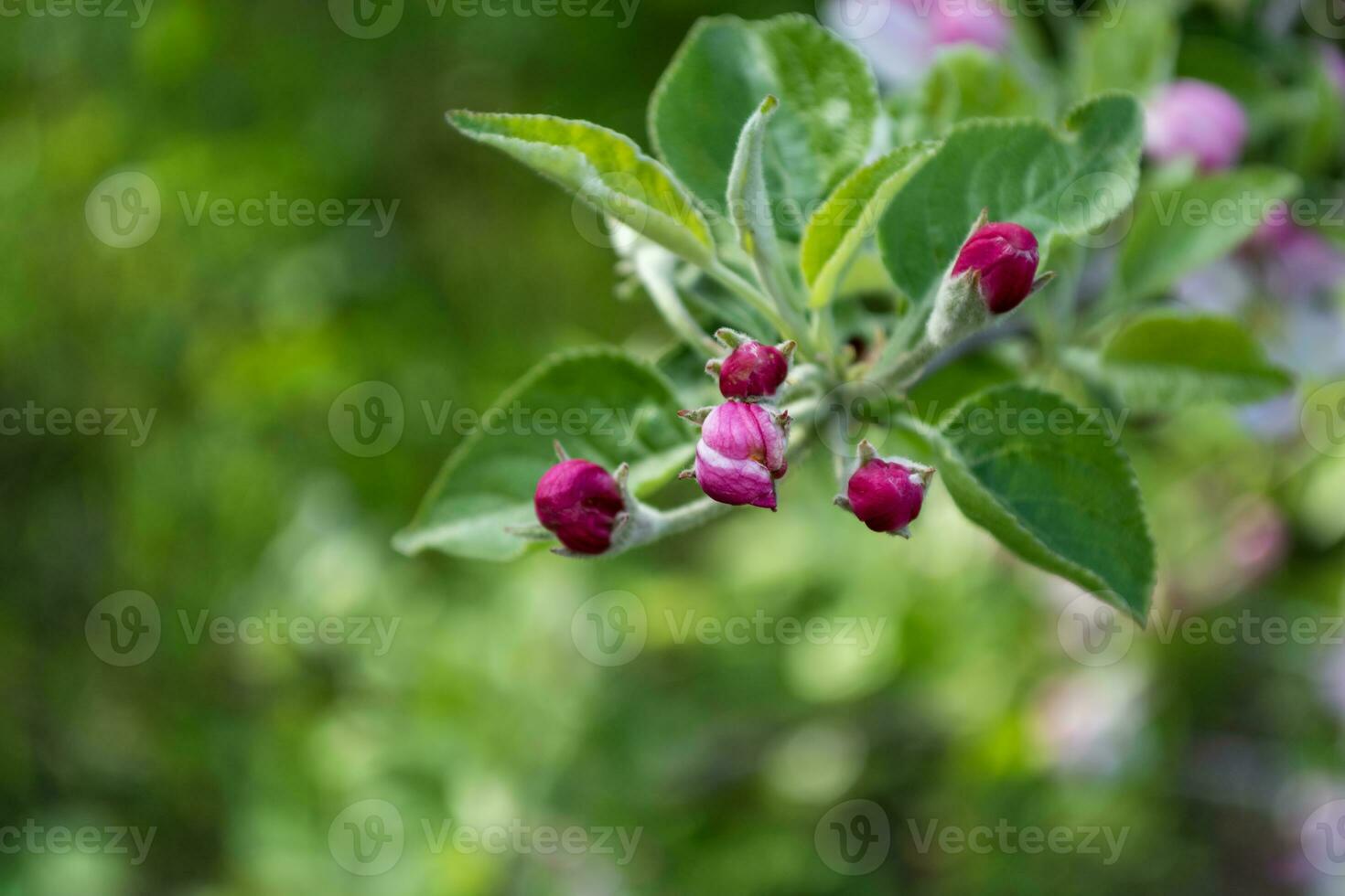 Spring in the garden. Red pink apple tree buds close-up on a branch. photo