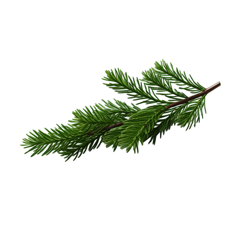 AI generated Christmas decoration fir tree branches on transparent background png