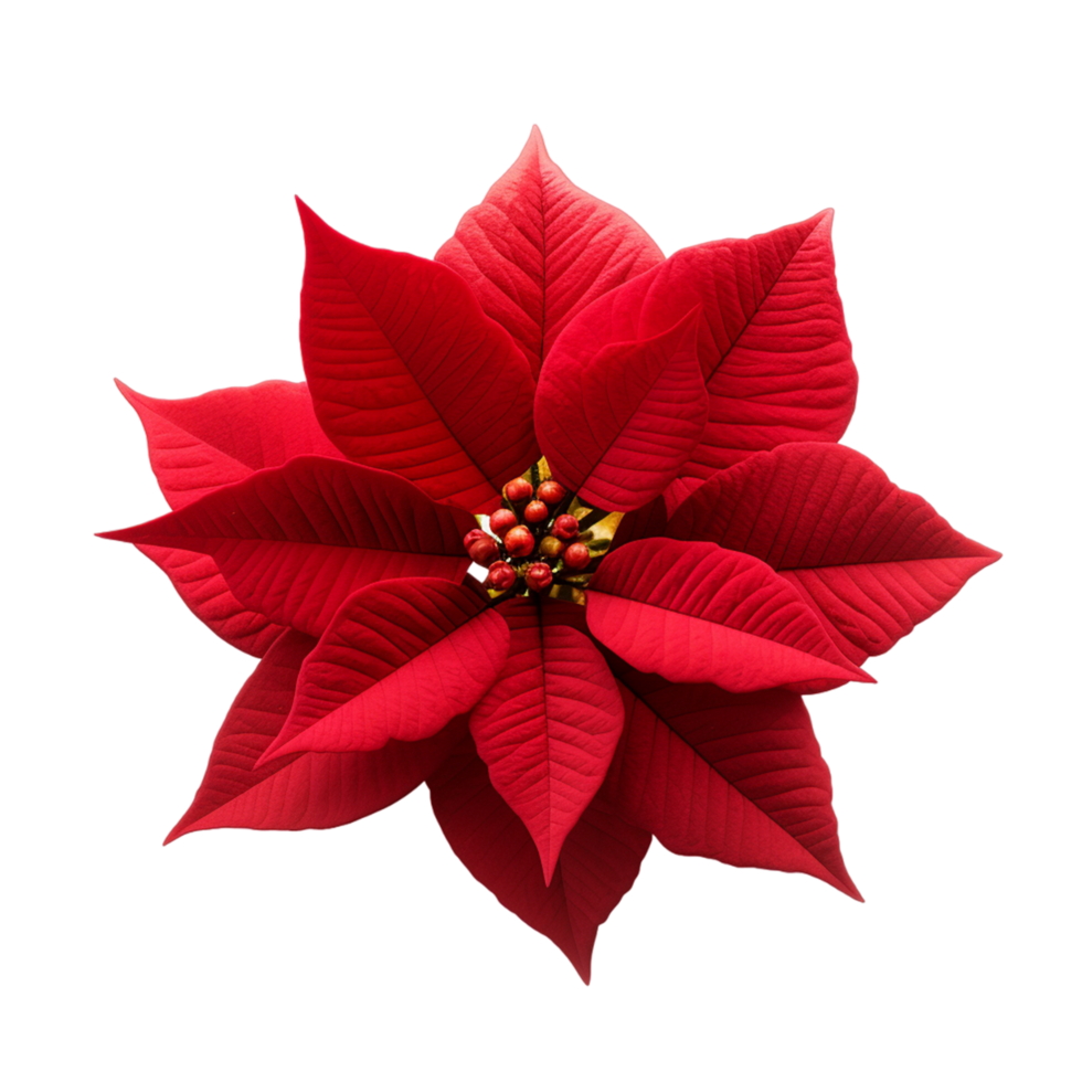 AI generated Poinsettia Flower in Holiday Splendor png