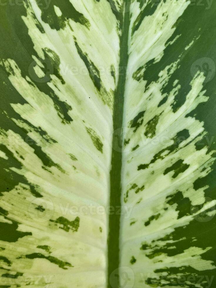 macro photo of a Dieffenbachia leaf in the garden