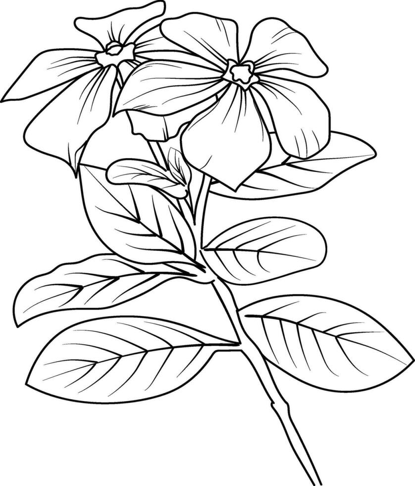 Cute flower coloring pages, Periwinkle drawing, Periwinkle wildflower drawings, Hand drawn botanical spring elements bouquet of Periwinkle line art coloring page, easy flower drawing vector