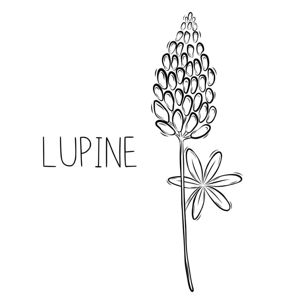 Sketch of Lupine Flower Vector illustration in Doodle style. Botanical healing herbs. Rustic trendy greenery