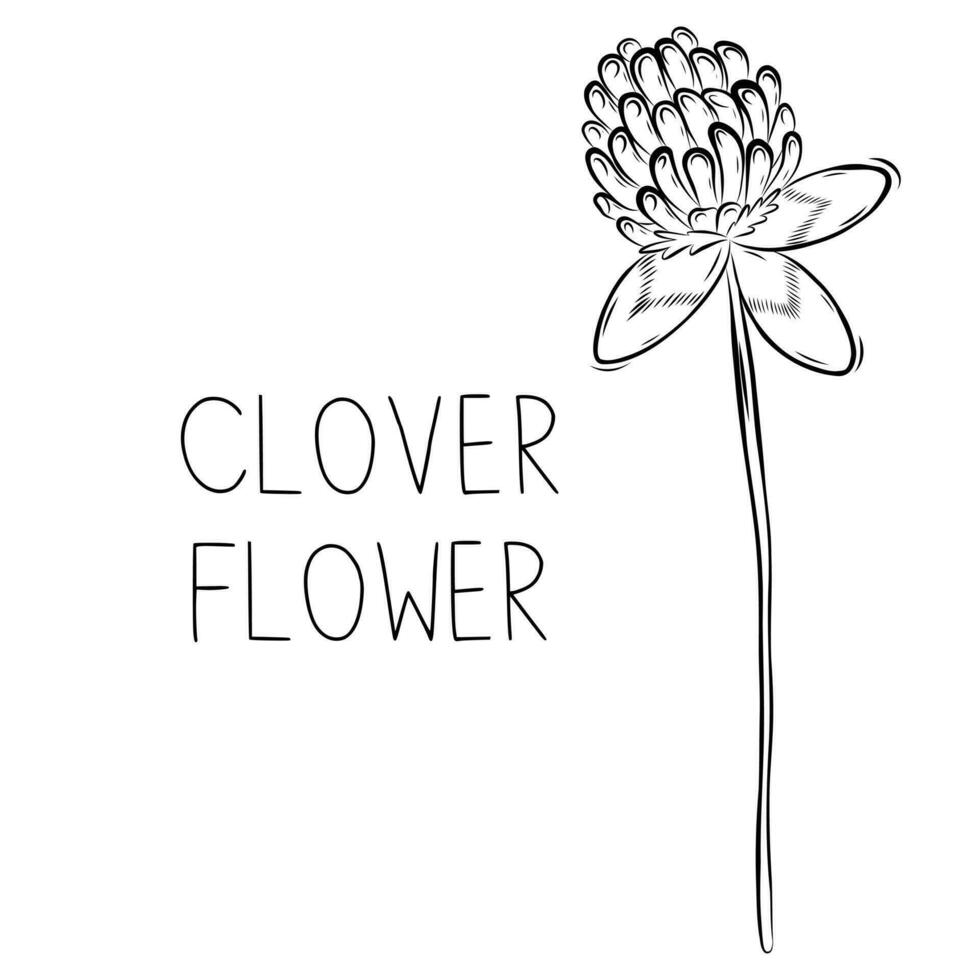 Sketch of Clover Flower Vector illustration in Doodle style. Botanical healing herbs. Rustic trendy greenery