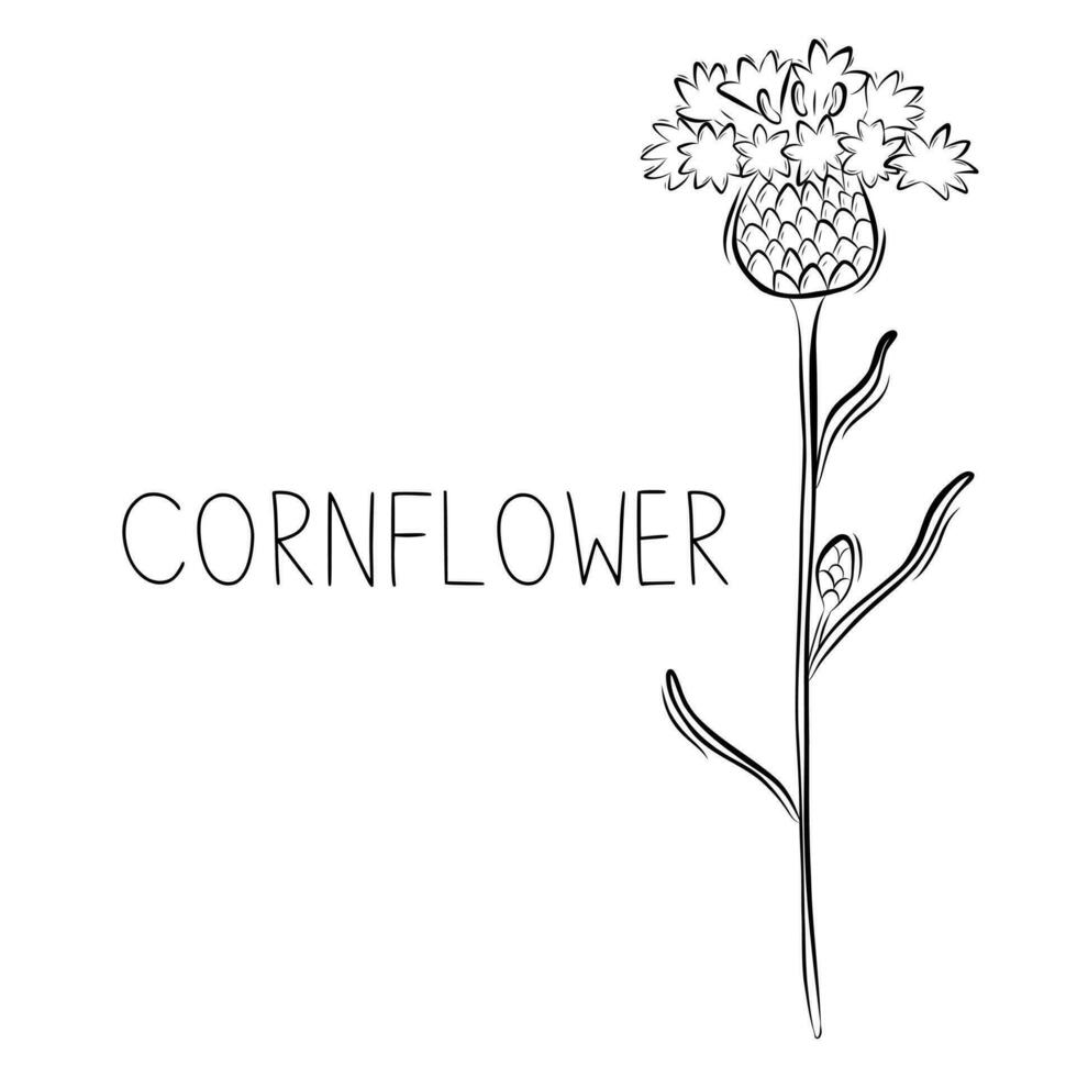 Sketch of Cornflower Vector illustration in Doodle style. Botanical healing herbs. Rustic trendy greenery