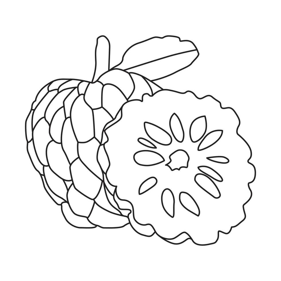 Srikaya or Sugar Apple outline Vector