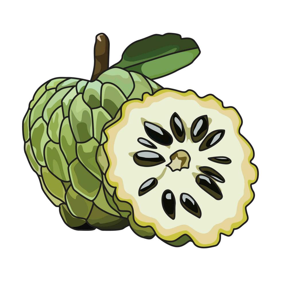 Srikaya or Sugar Apple Vector
