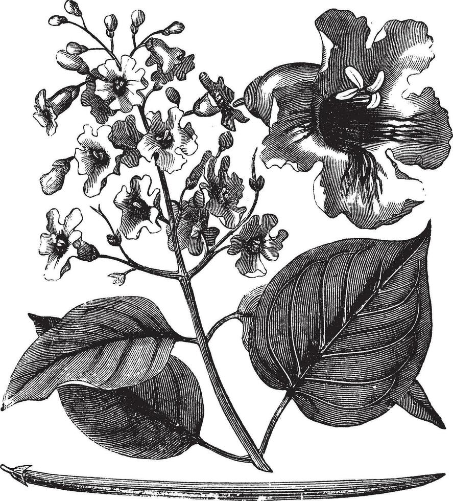 catalpa bignonioides o cigarro árbol Clásico grabado vector