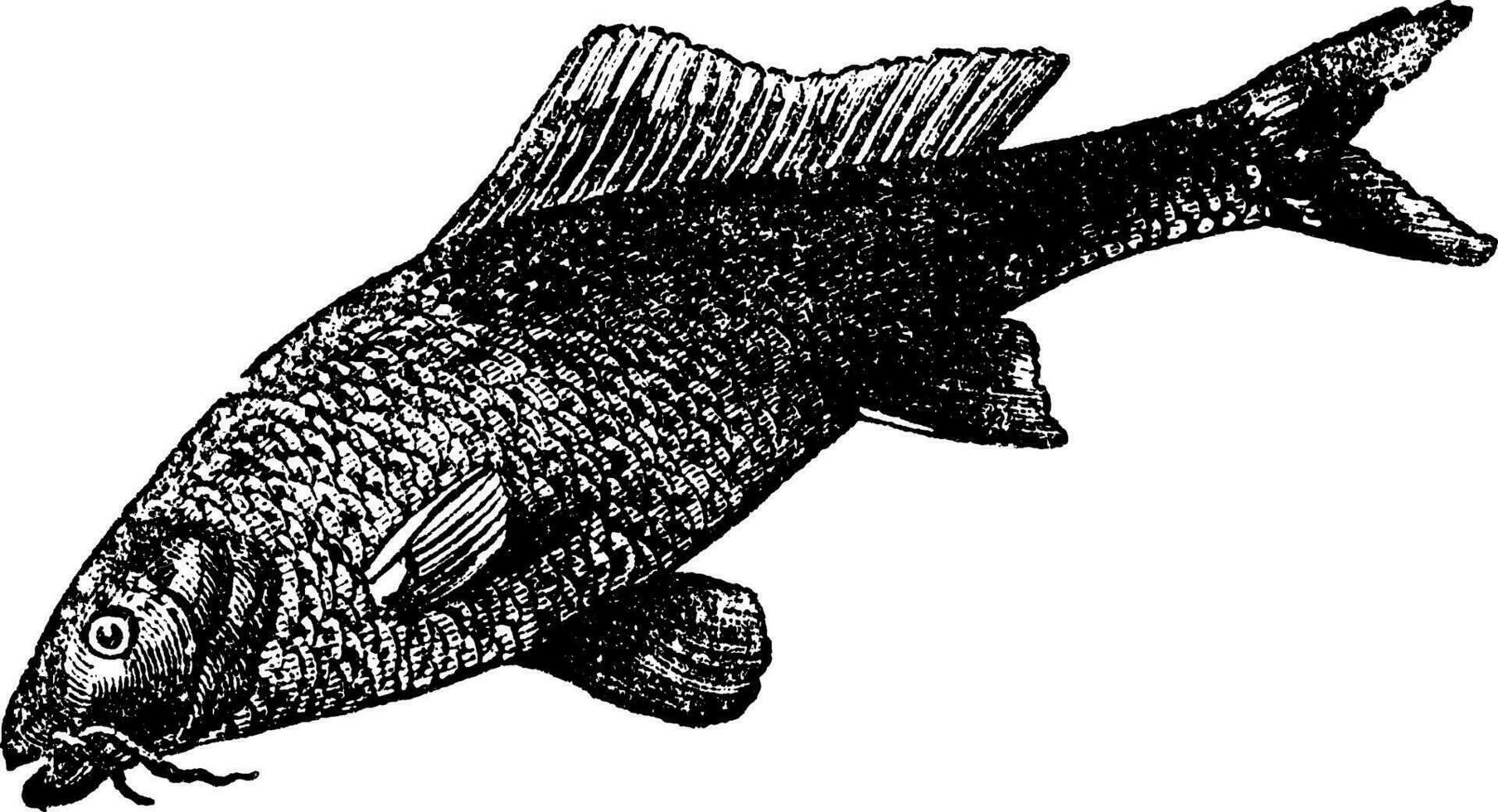Cyprinus carpio or common carp vintage engraving vector
