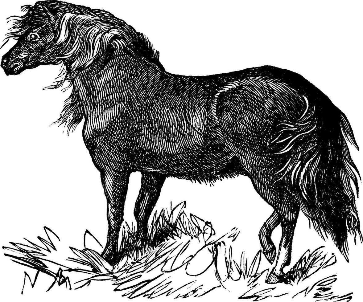 Shetland Pony vintage engraving vector