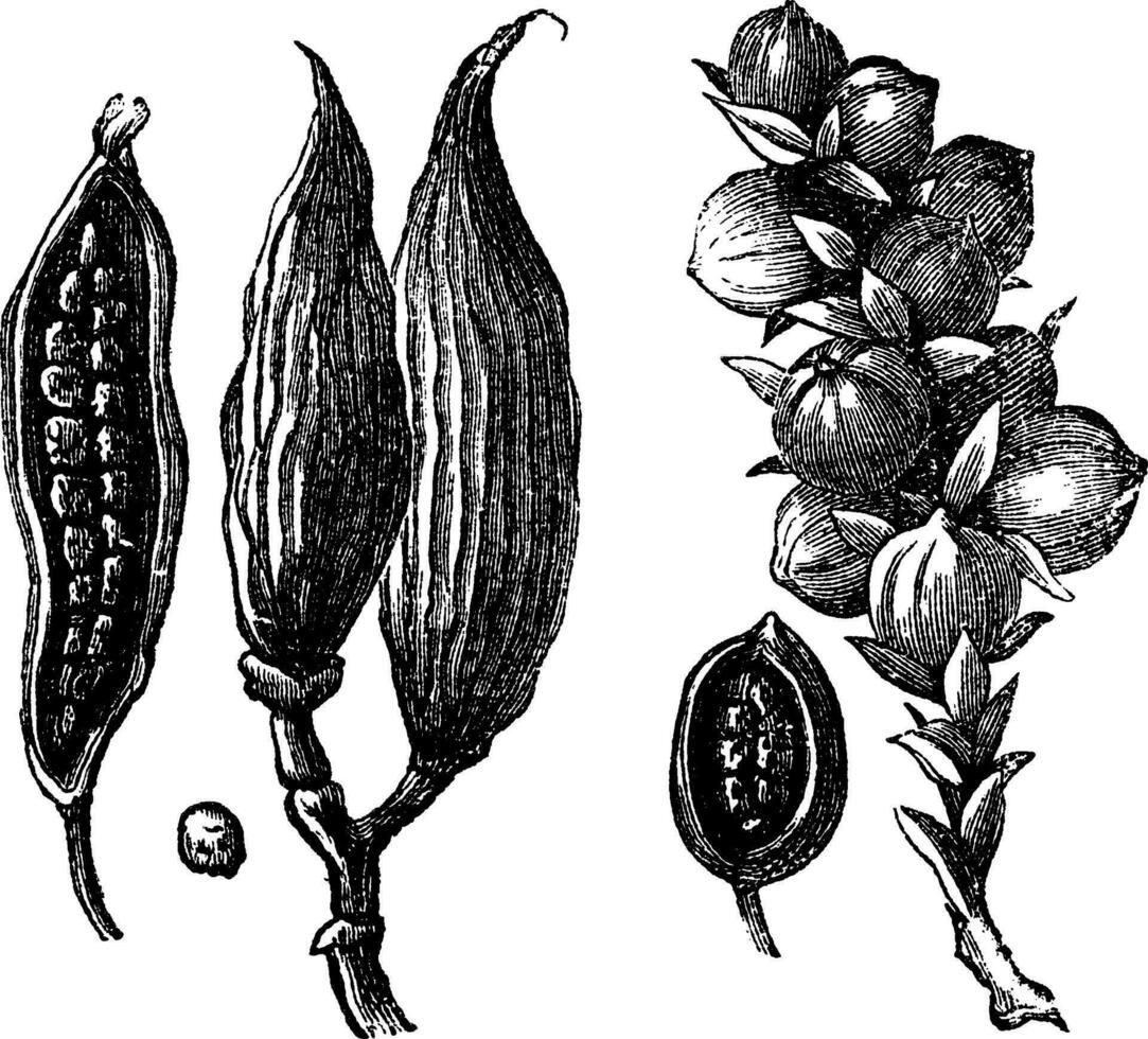 Ceylan cardamom and cardamom round vintage engraving vector