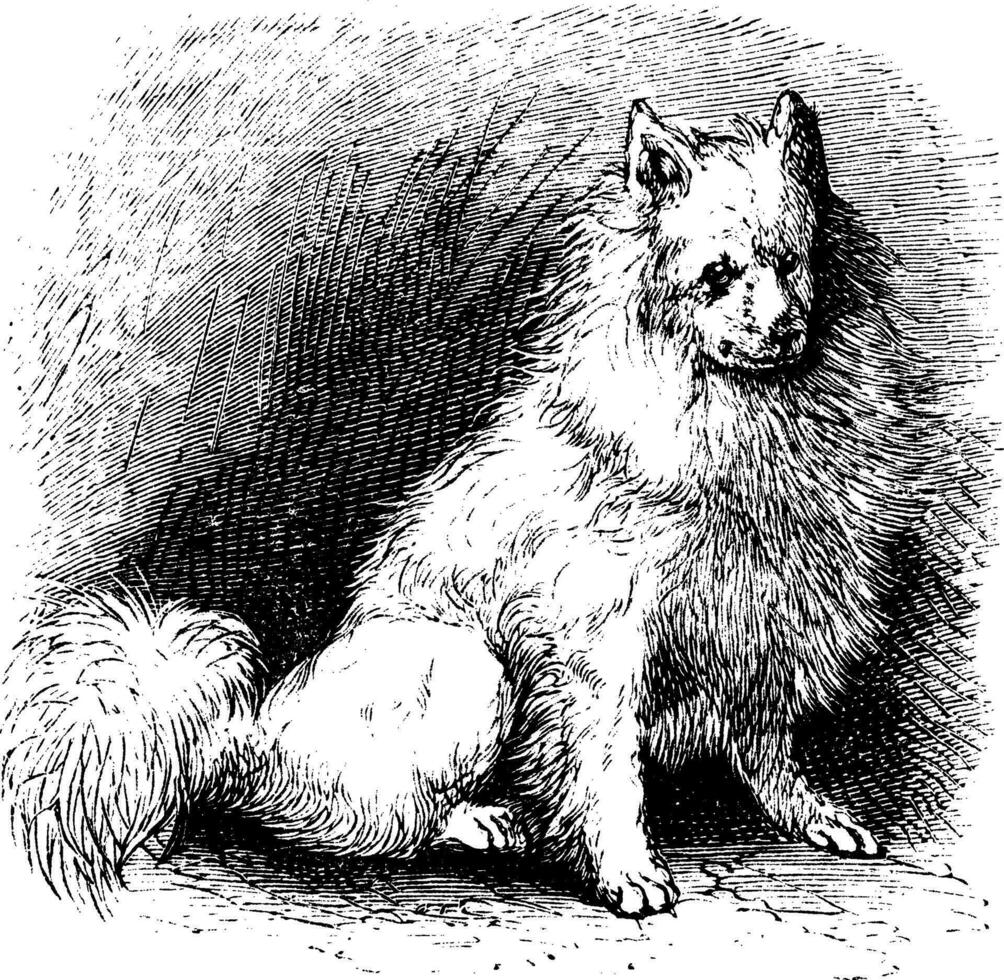 Husky vintage engraving vector