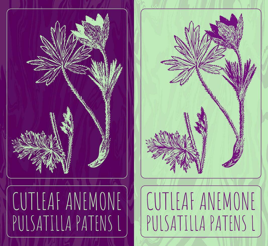 Vector drawings CUTLEAF ANEMONE. Hand drawn illustration. Latin name PULSATILLA PATENS L.