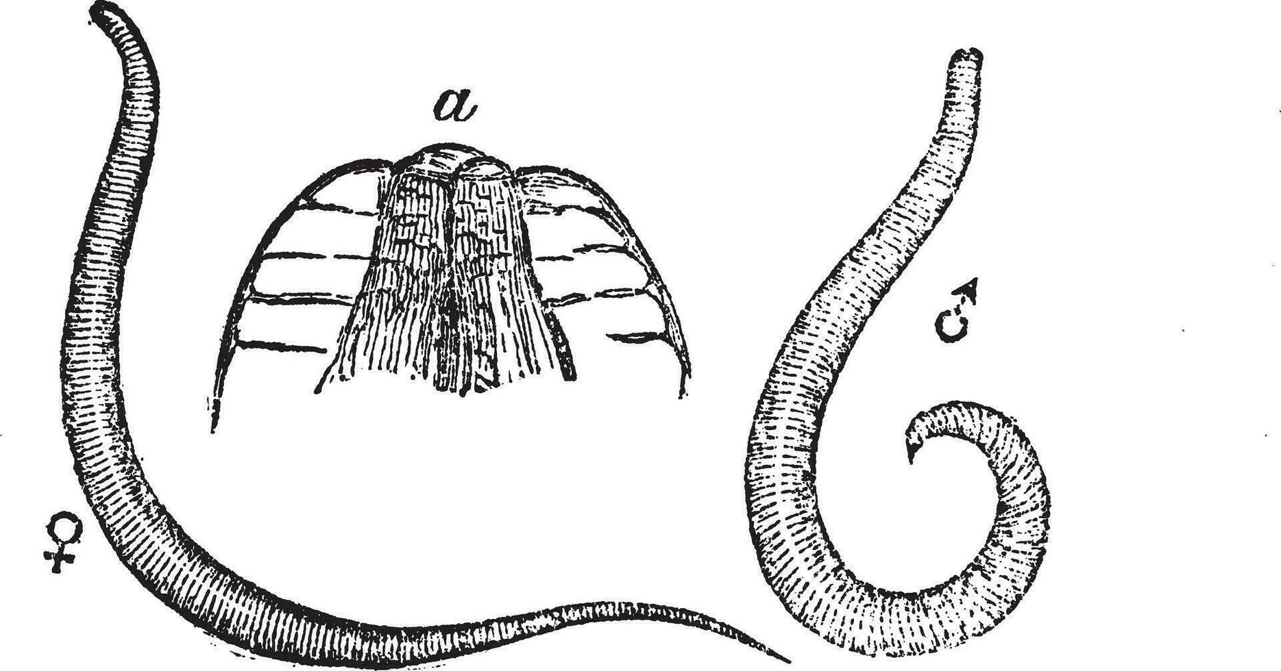 lombriz intestinal o oxiuro o gusano de asiento o enterobio vermicular, Clásico grabado ilustración vector