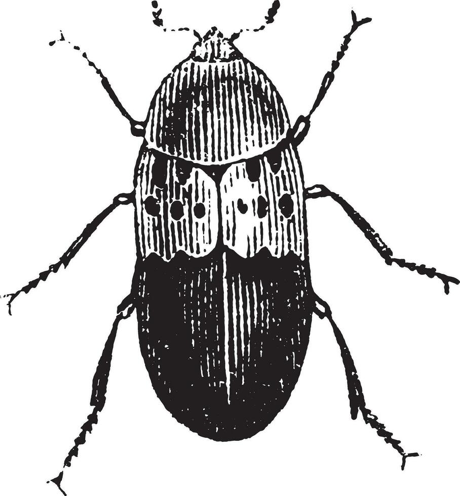 Larder beetle, vintage engraving. vector