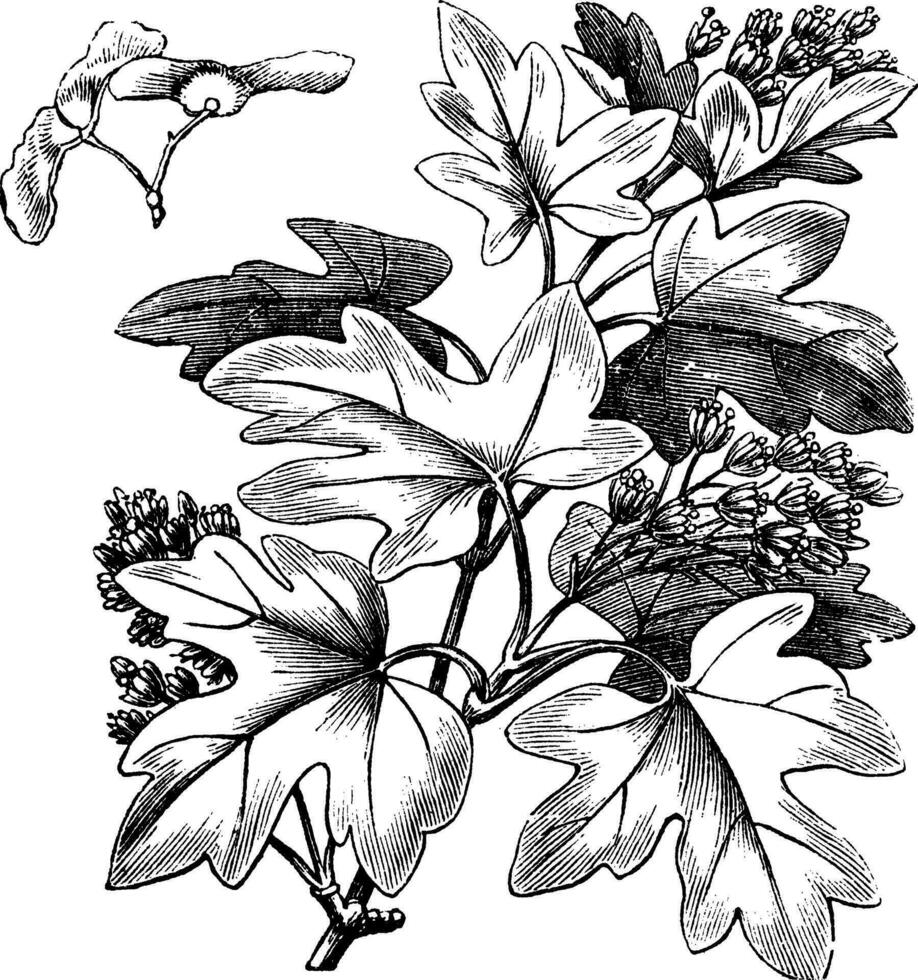 Field Maple or Hedge Maple or Acer campestre, vintage engraving vector