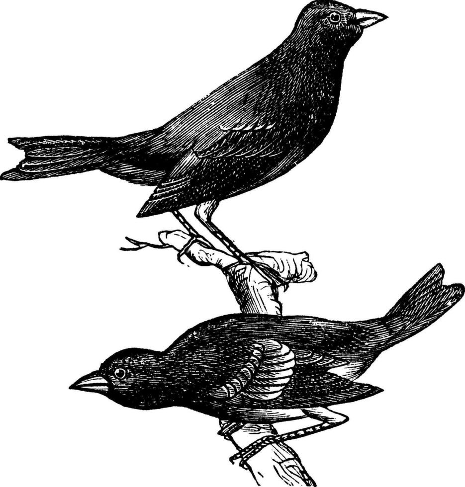 índigo verderón o paseriforme cianea, Clásico grabado vector