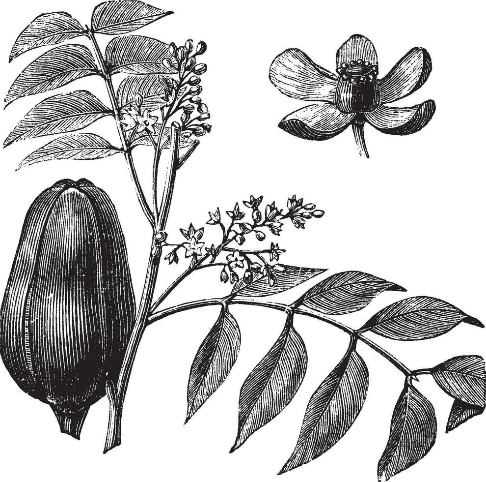 caoba o meliáceas. melia azedarach ilustración vector