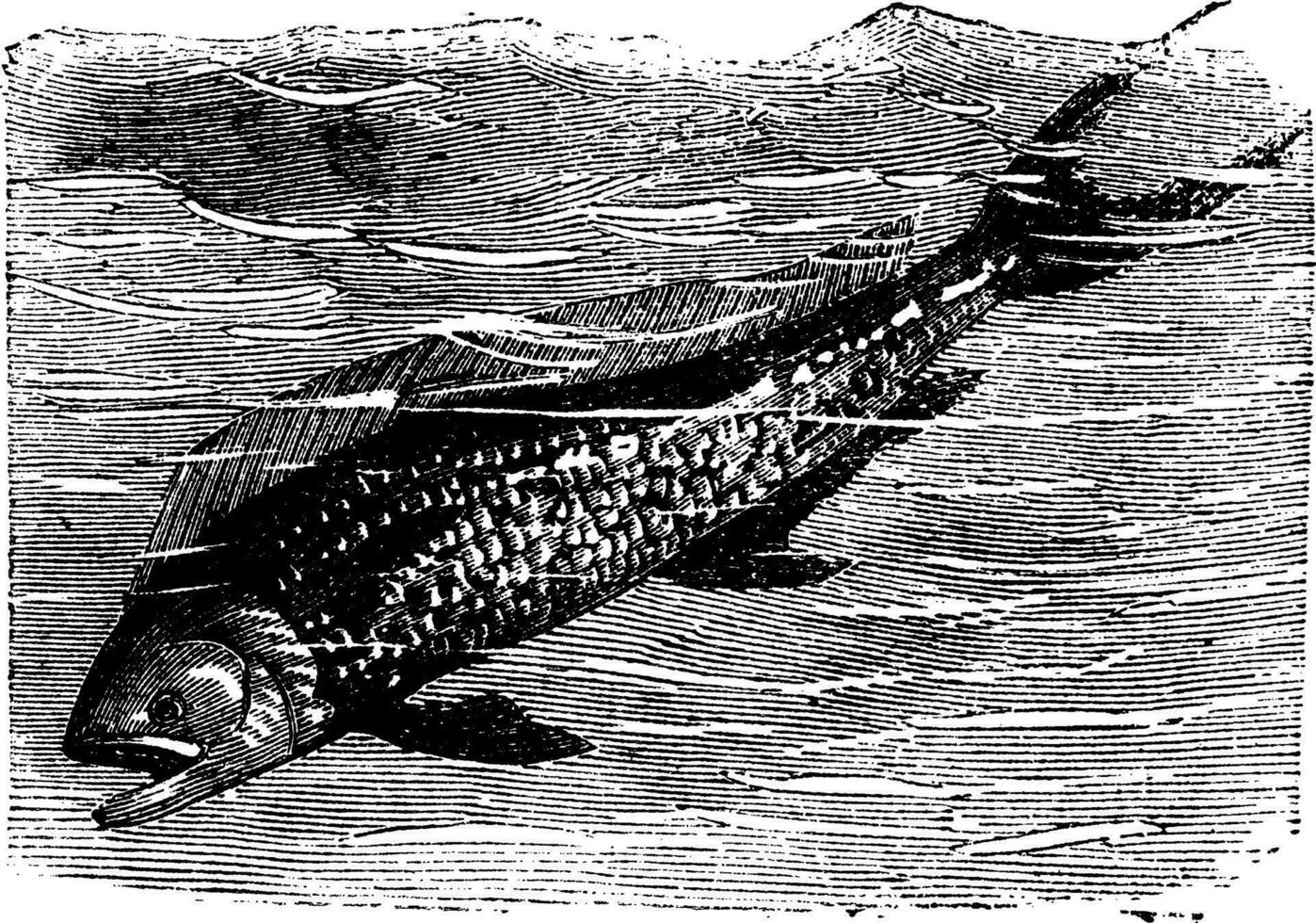 Dolphinfish or Dorado or Coryphaena sp. vintage engraving vector