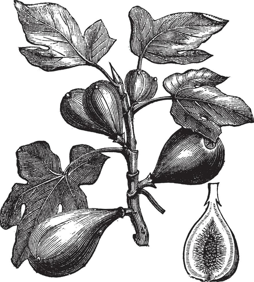 Common Fig or Ficus carica, vintage engraving vector