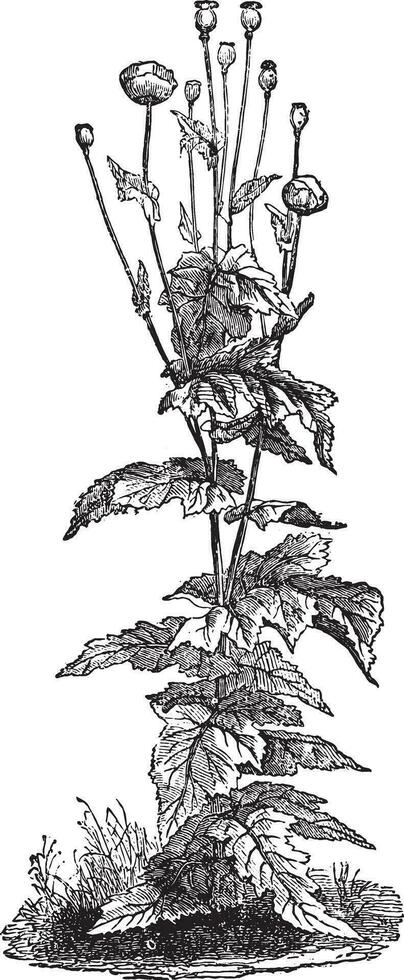 Papaver somniferum, vintage engraving. vector