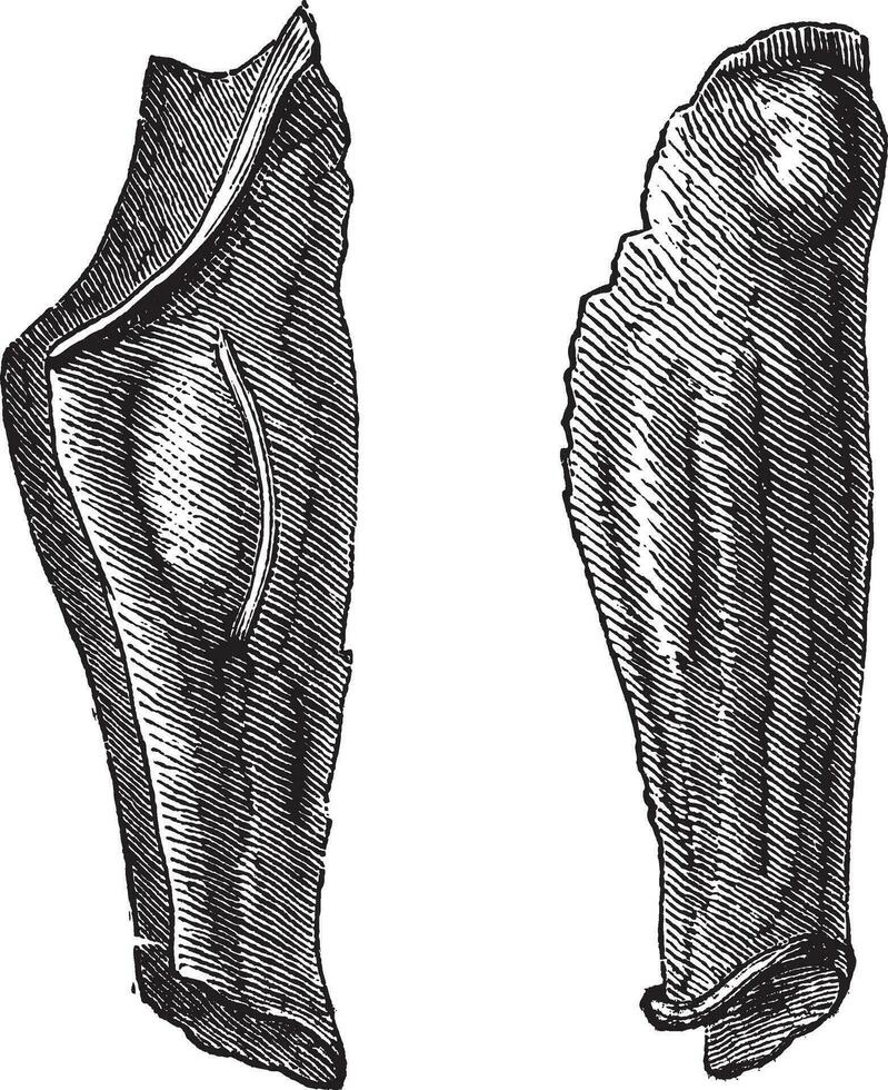 Armor leg of tin or Flexible greaves vintage engraving vector