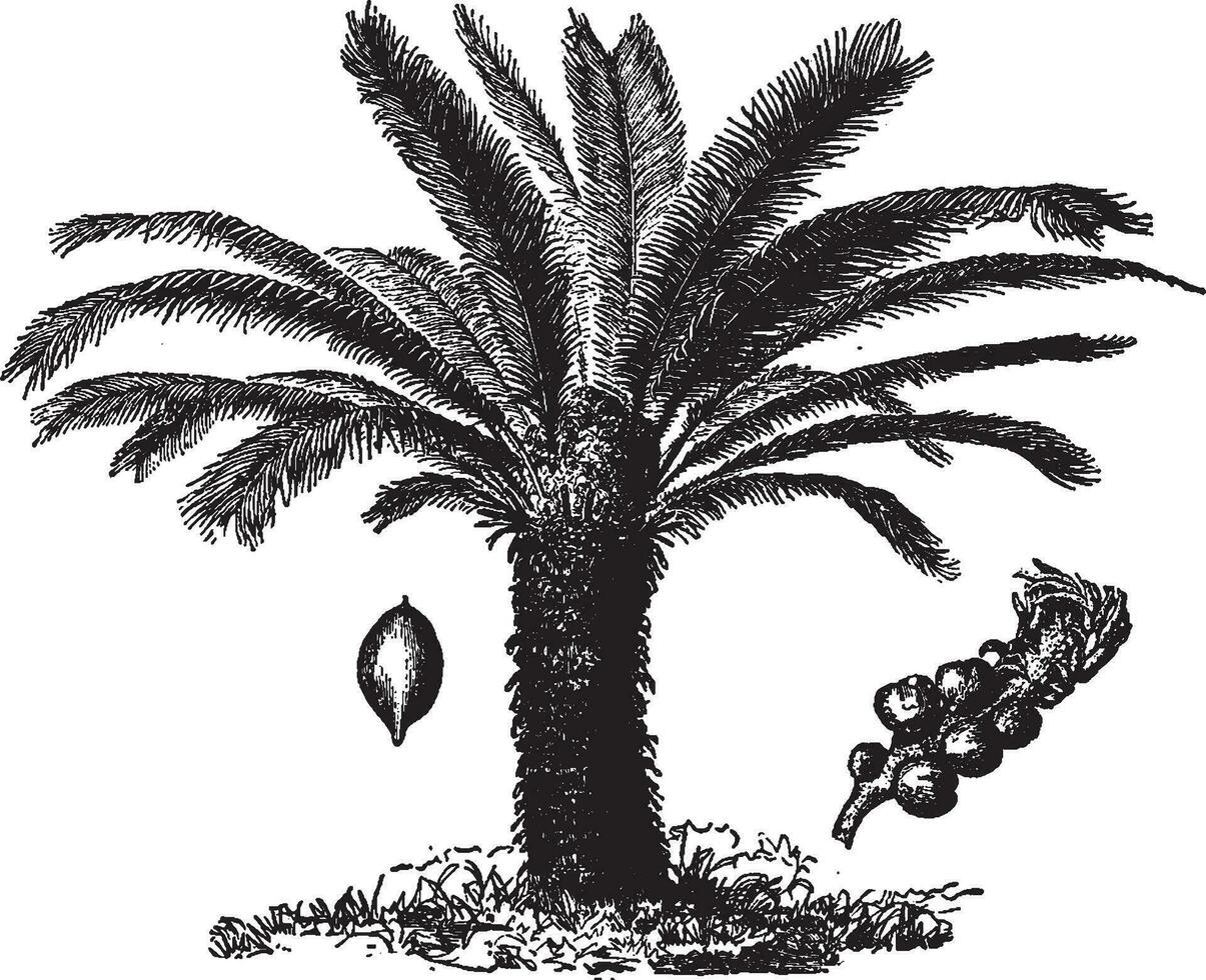 chino sagú palma Clásico ilustración. vector