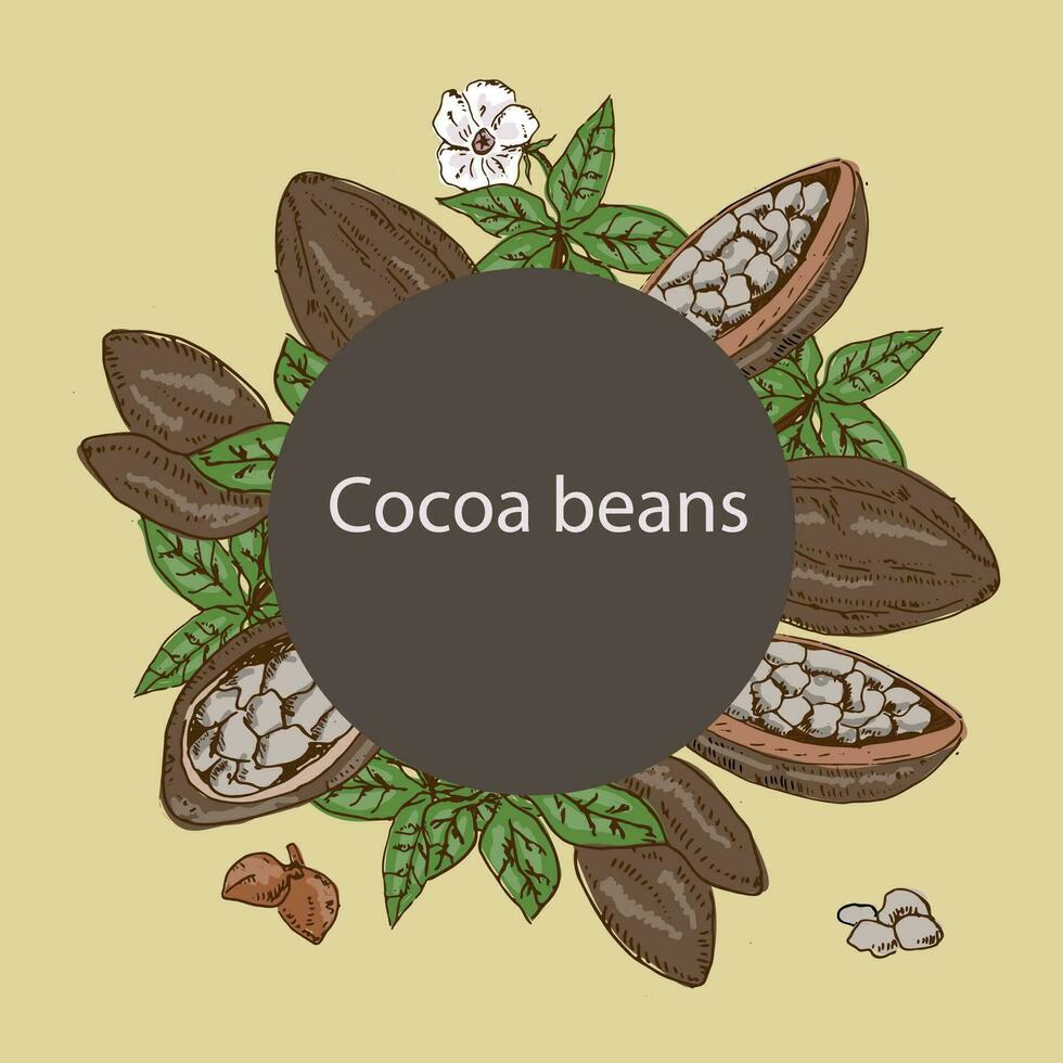 cocoa beans background with round frame vector