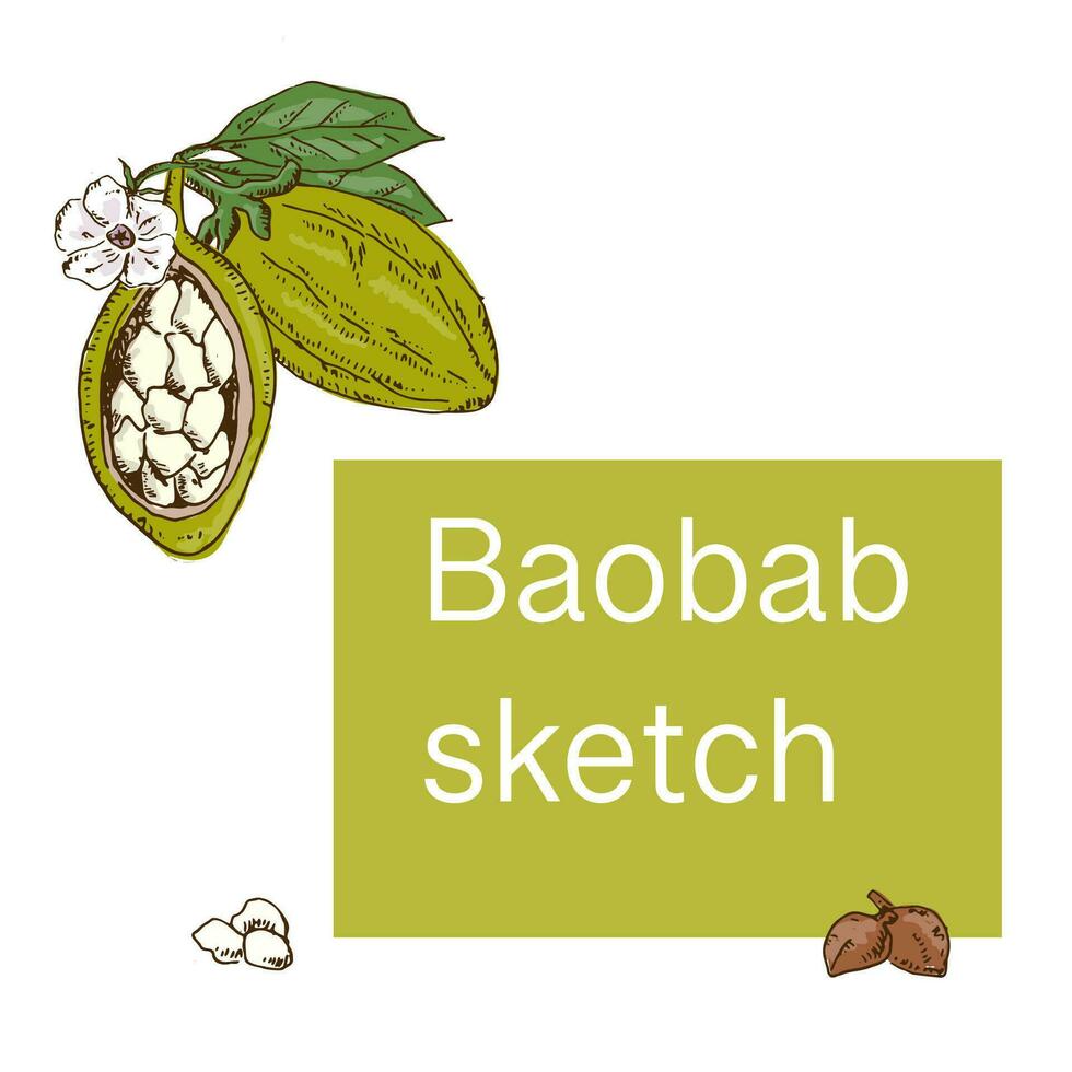 hand drawn baobab background for label, banner vector