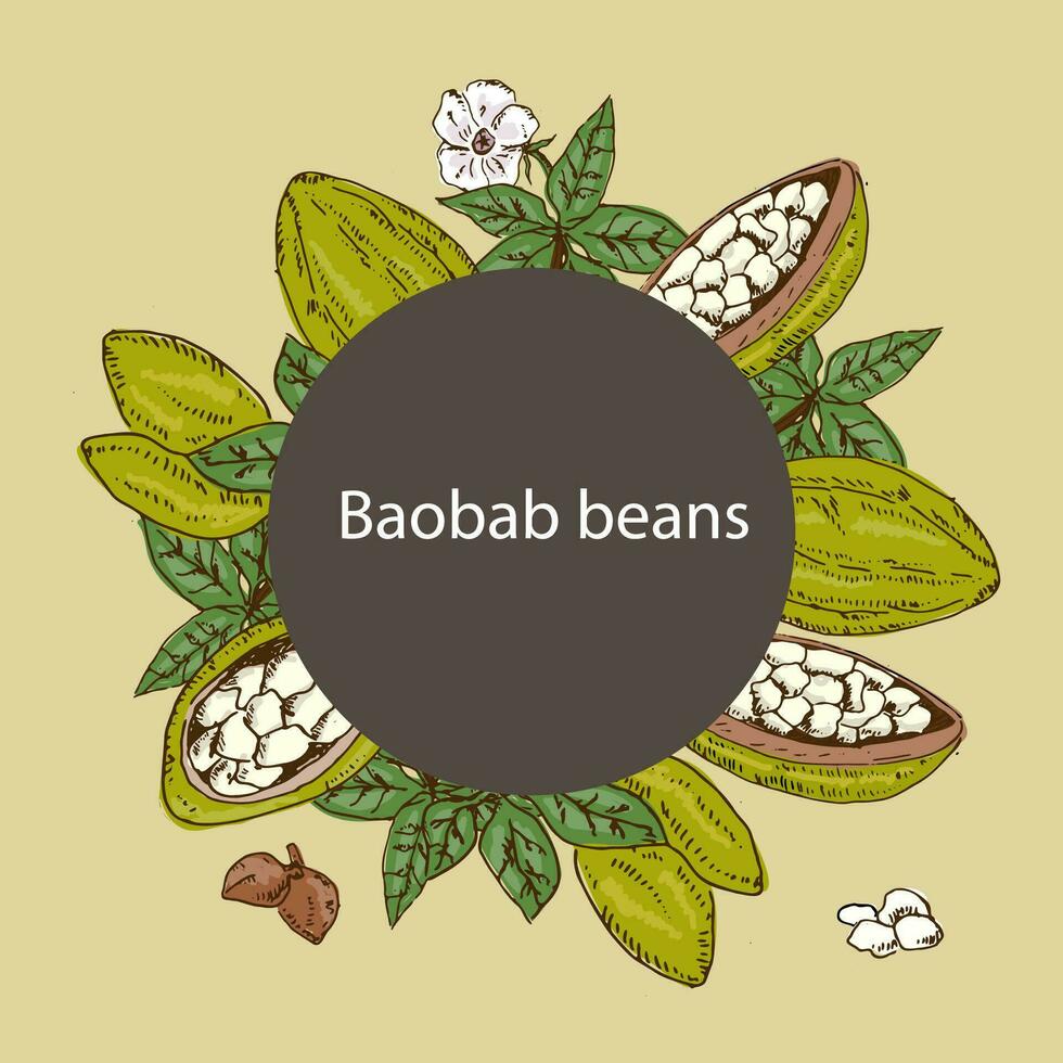 background with baobab beans and round frame vector
