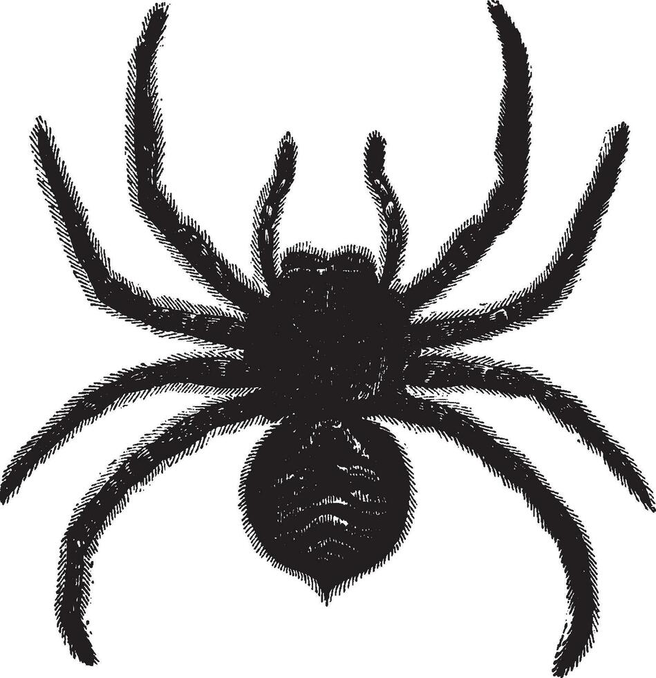 Tarantula, vintage illustration. vector