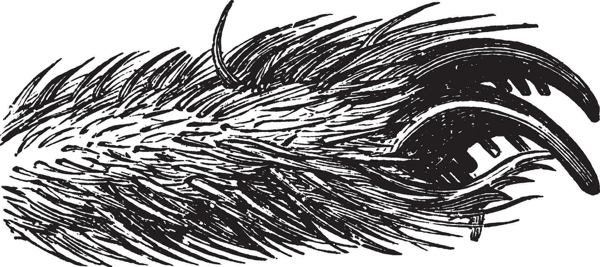 Spider Foot, vintage illustration. vector