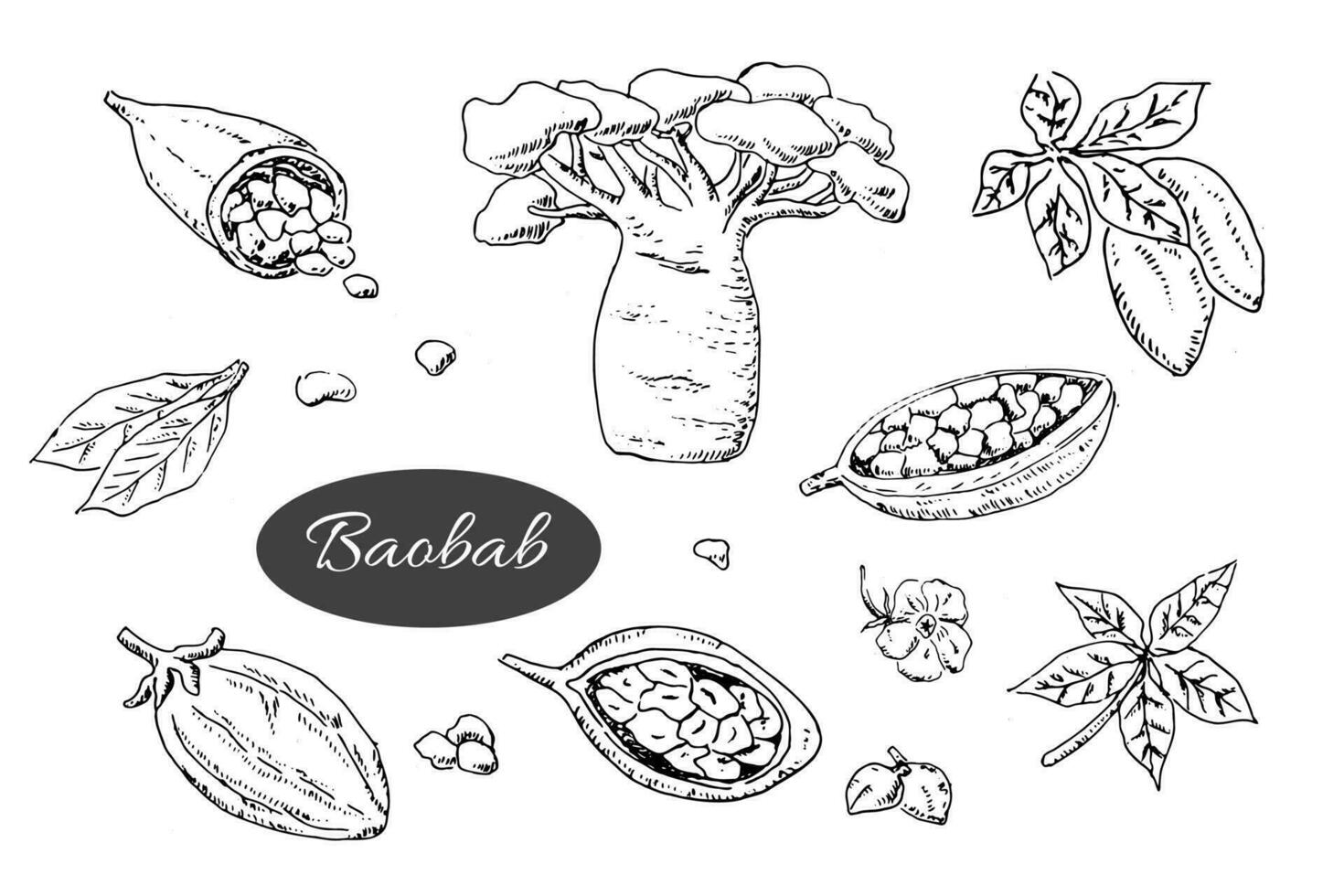 baobab tree and beans, leaves, flower, seeds set vector