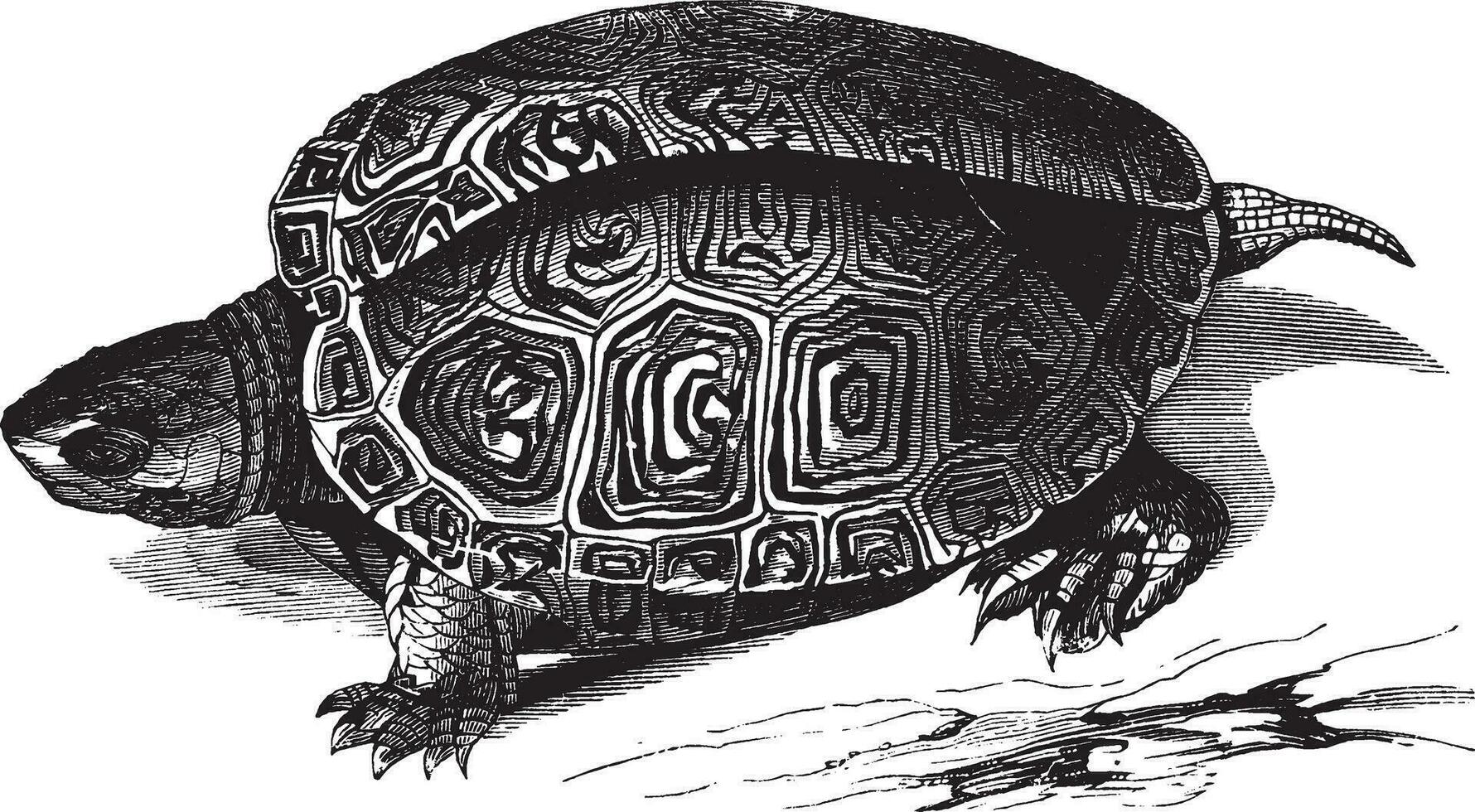 Smooth terrapin, vintage illustration. vector