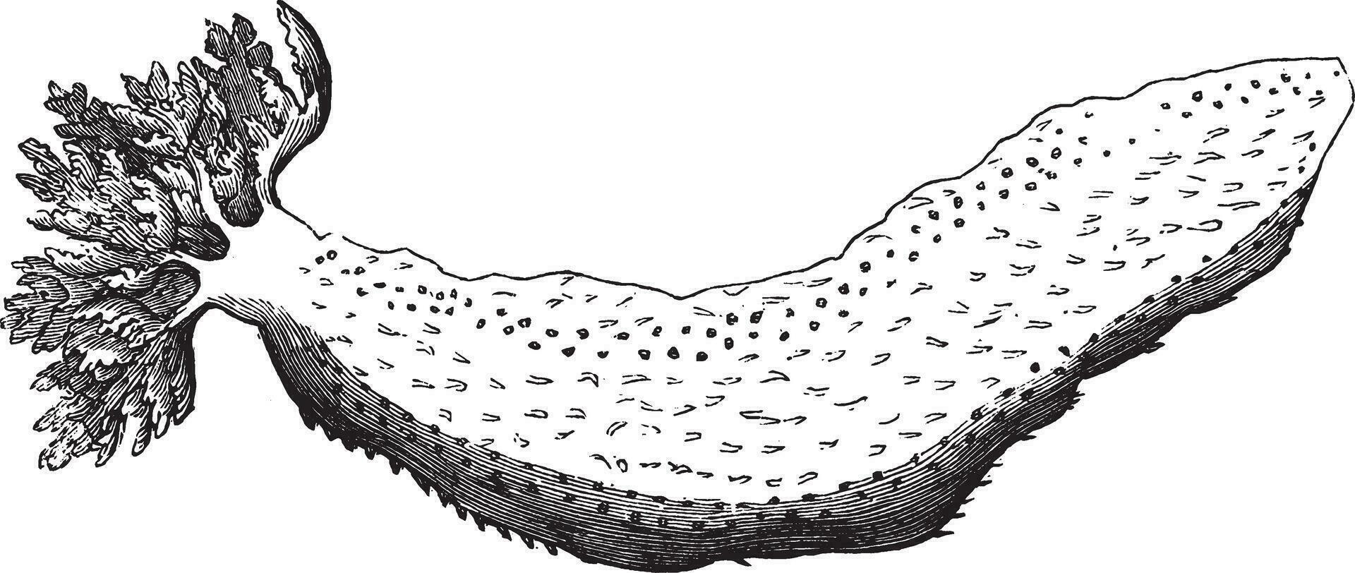 Common sea cucumber, vintage illustration. vector