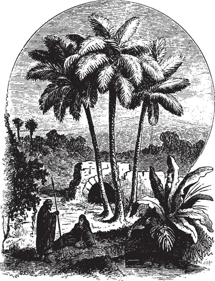 Palm Trees vintage illustration. vector
