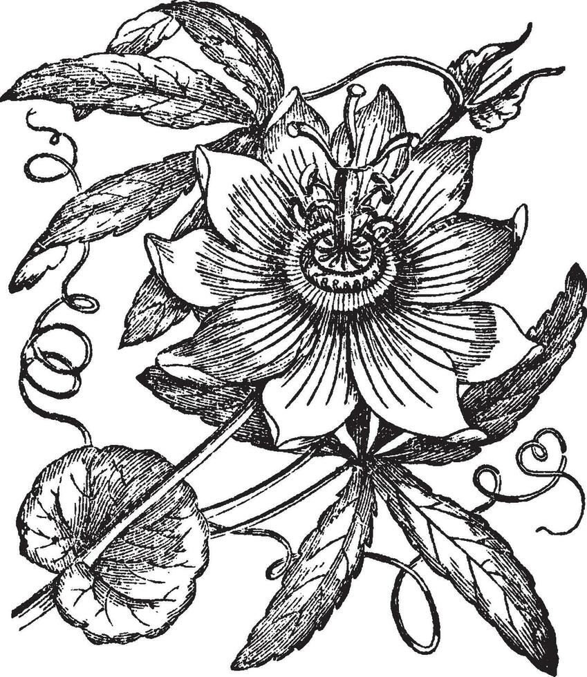 Passionflower vintage illustration. vector