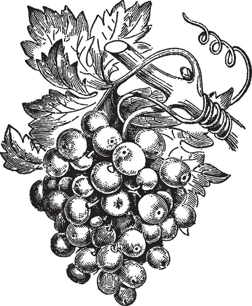 Vine vintage illustration. vector