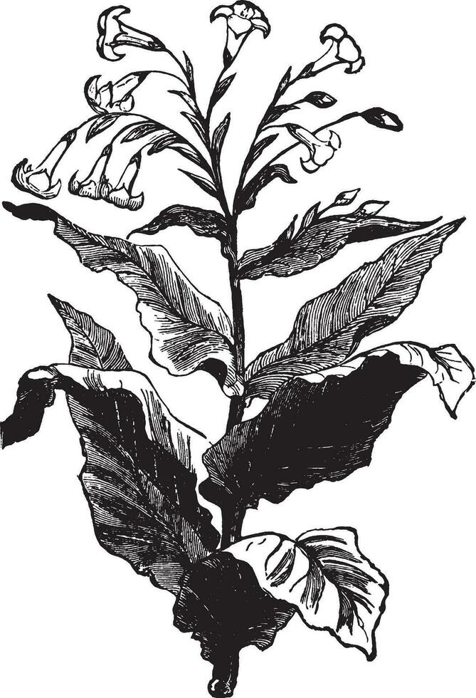 tabaco planta Clásico ilustración. vector